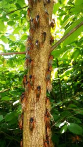 Aggregation of cassini adults on tree trunk 3