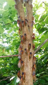 Aggregation of cassini adults on tree trunk 4