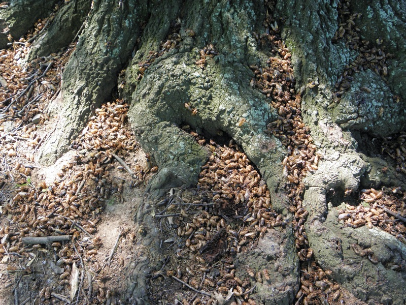 Another mess of Magicicada exuvia and corpses at the foot of a tree in Roosevelt Park in Edison NJ