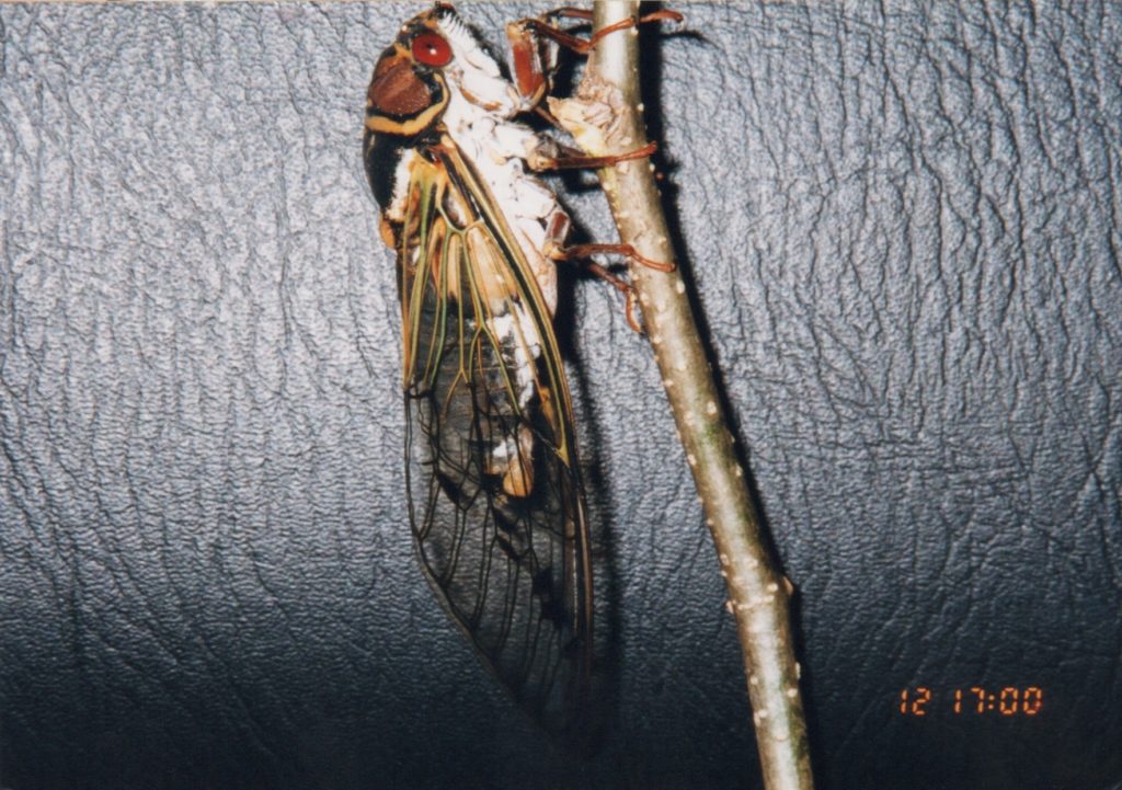 Auritibicen japonicus by Osamu Hikino. Japan.