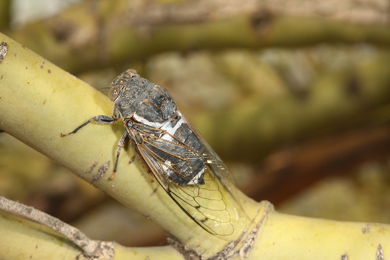 Cacama valvata cicada photos by Adam Fleishman