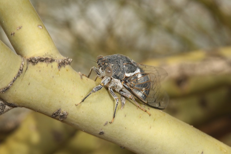 Cacama valvata cicada photos by Adam Fleishman