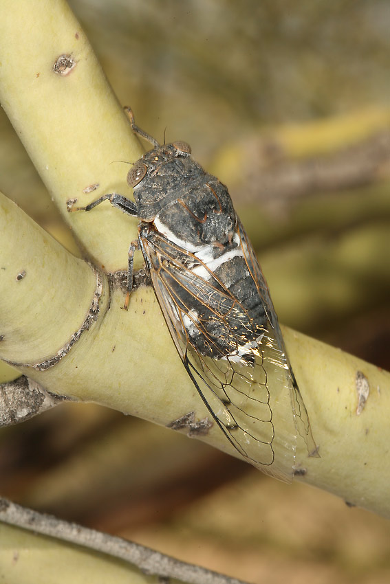 Cacama valvata cicada photos by Adam Fleishman