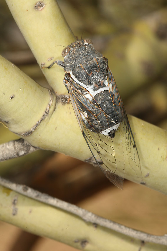 Cacama valvata cicada photos by Adam Fleishman