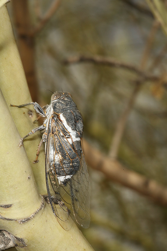 Cacama valvata cicada photos by Adam Fleishman