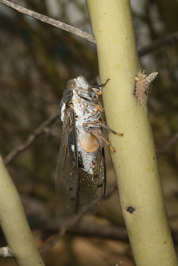 Cacama valvata cicada photos by Adam Fleishman