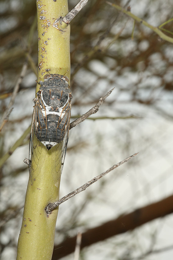 Cacama valvata cicada photos by Adam Fleishman