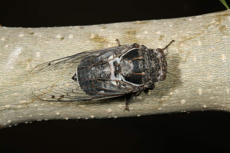 Cacama valvata cicada photos by Adam Fleishman