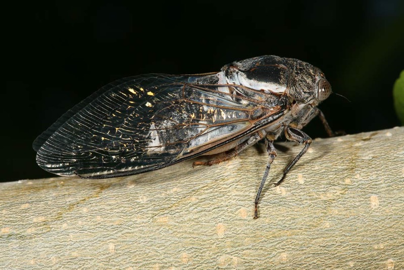 Cacama valvata cicada photos by Adam Fleishman