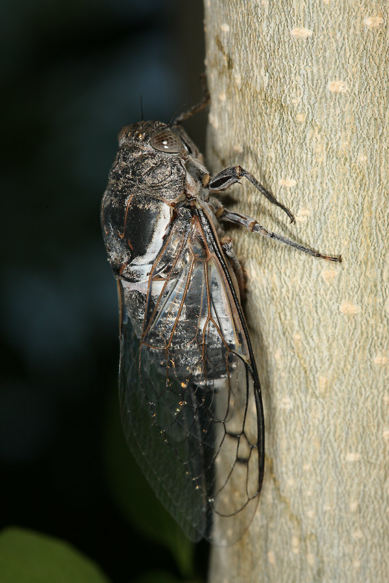 Cacama valvata cicada photos by Adam Fleishman