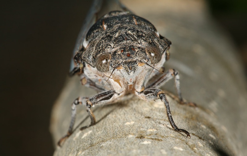 Cacama valvata cicada photos by Adam Fleishman