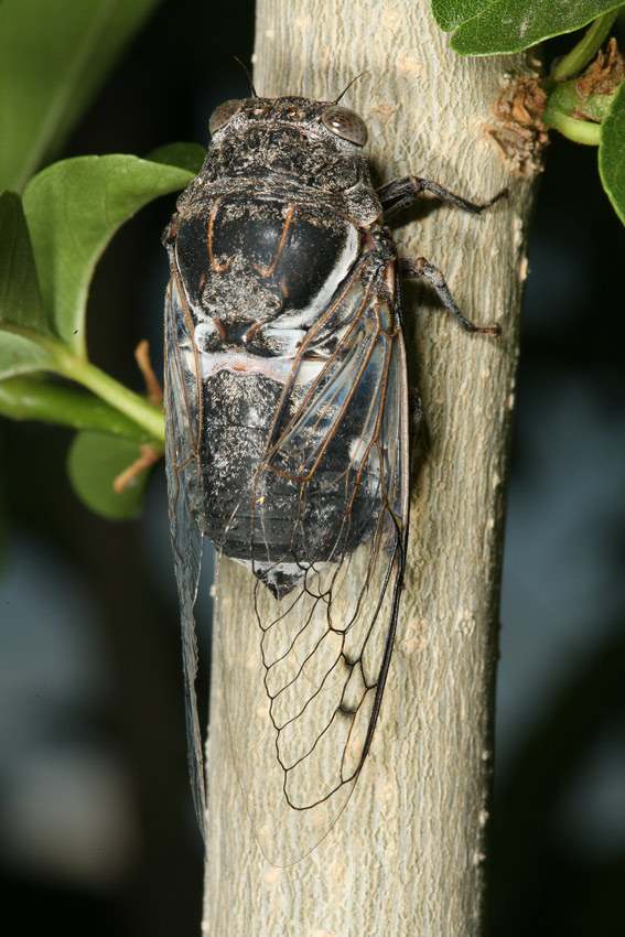 Cacama valvata cicada photos by Adam Fleishman