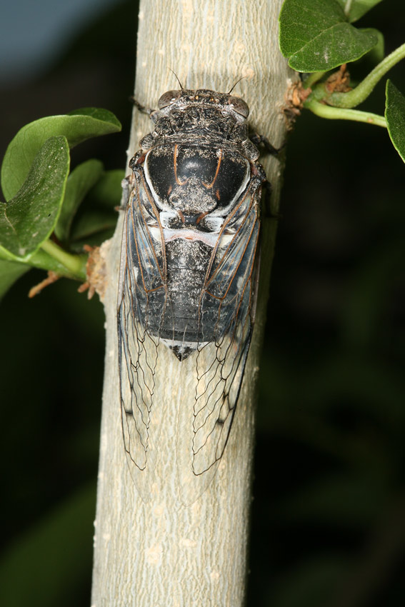 Cacama valvata cicada photos by Adam Fleishman