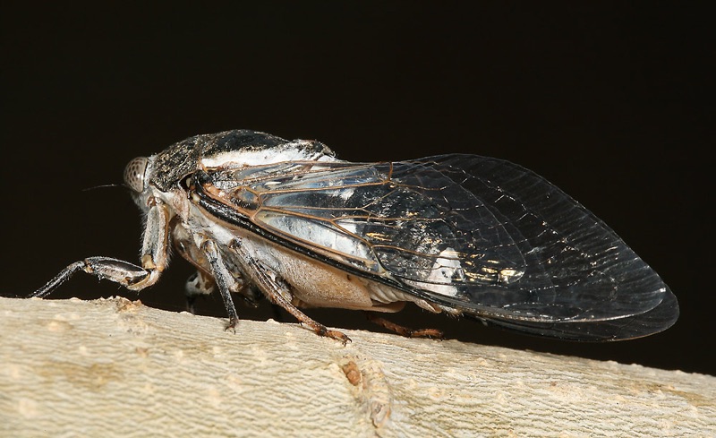 Cacama valvata cicada photos by Adam Fleishman