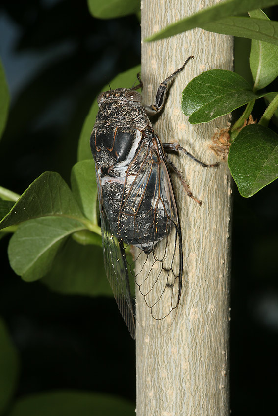 Cacama valvata cicada photos by Adam Fleishman