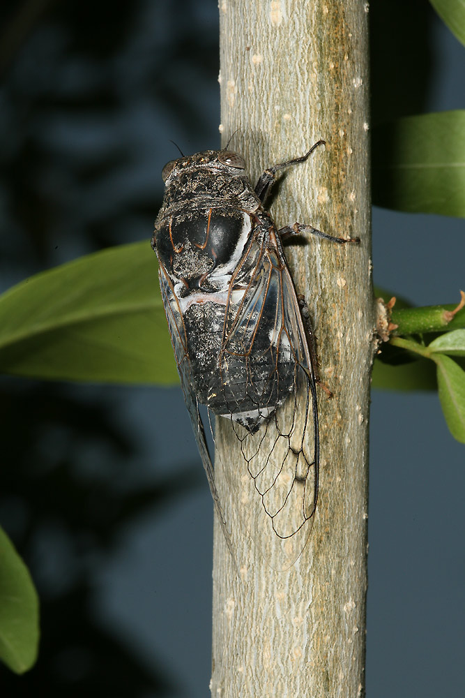 Cacama valvata cicada photos by Adam Fleishman