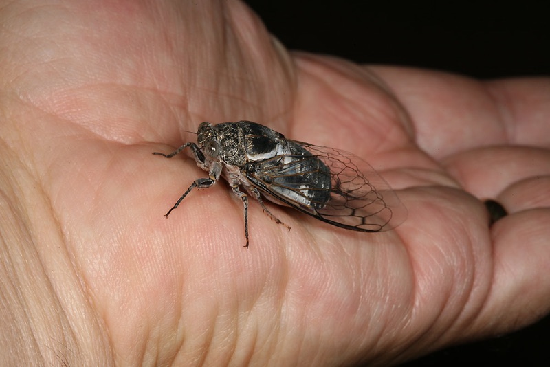 Cacama valvata cicada photos by Adam Fleishman