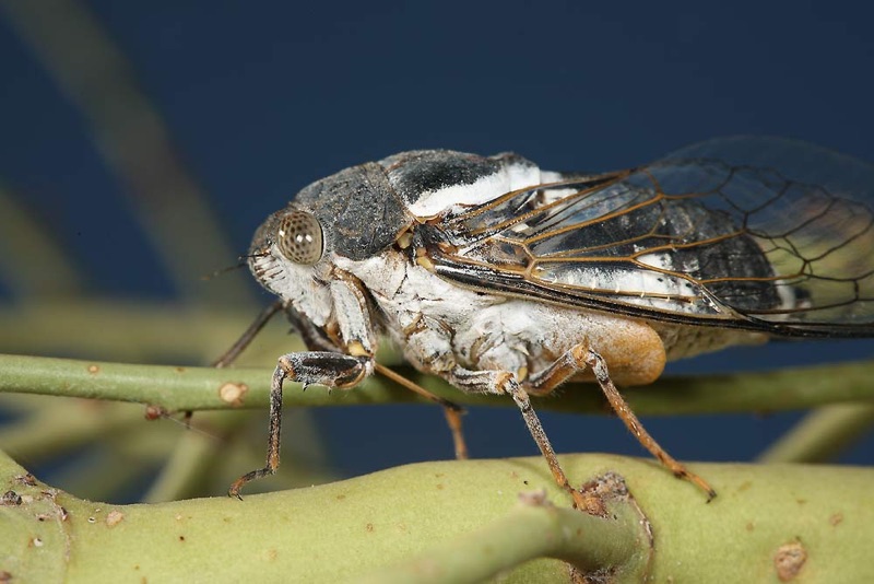 Cacama valvata male