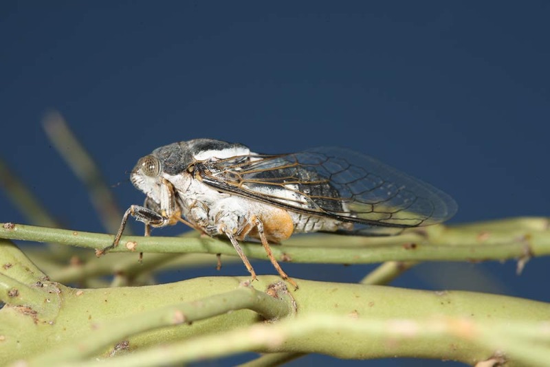 Cacama valvata male