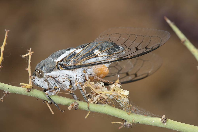 Cacama valvata male