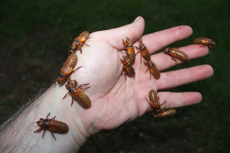 Can I give you a hand _Magicicada nymphs in Metuchen NJ_