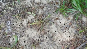 Cicada Exit Holes 2