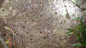 Cicada Exit Holes