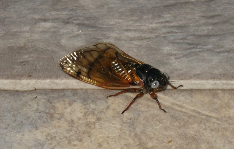 White-Eyed Magicicada found by Jane and Evan Skinner of Troy, MO. Brood XIX. 2011.