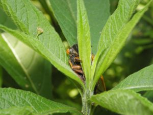 Cicada Peekaboo