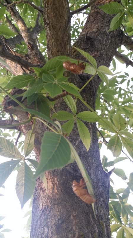 Cicada exuvia at Indiana rest stop