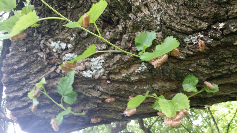 Cicada exuvia in Giant City in Illinois