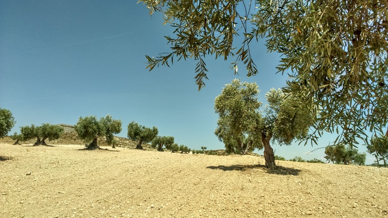 Cicada habitat in Spain