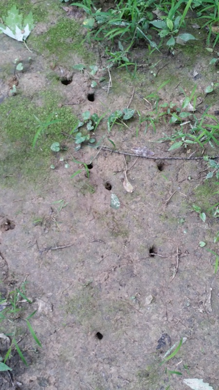 Cicada holes in Mississippi