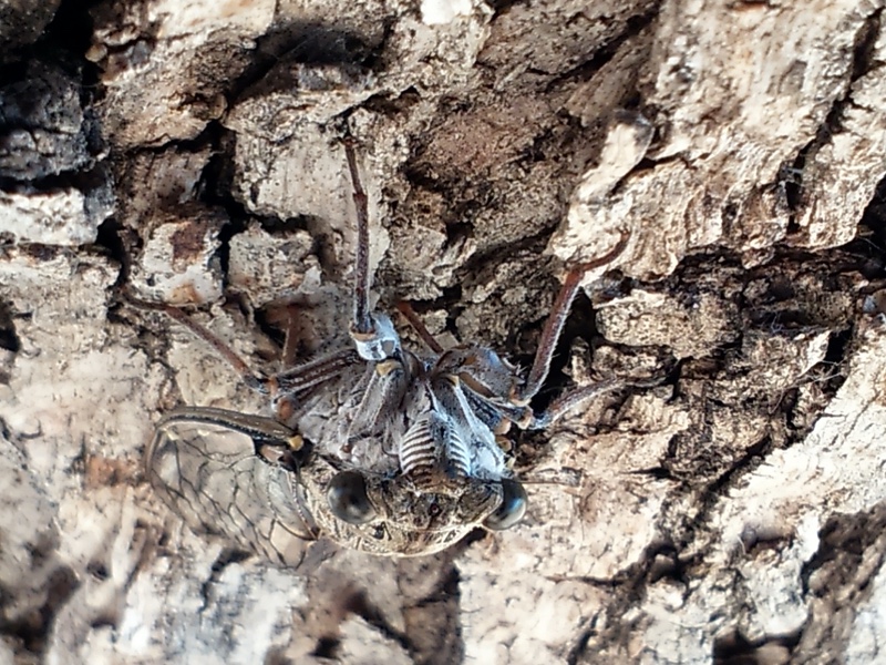 Cicada orni photos by Iván Jesus Torresano García. Spain. 2014.