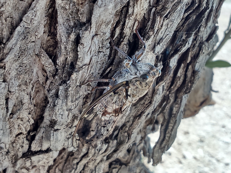 Cicada orni photos by Iván Jesus Torresano García. Spain. 2014.