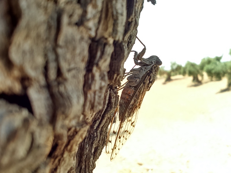 Cicada orni photos by Iván Jesus Torresano García. Spain. 2014.