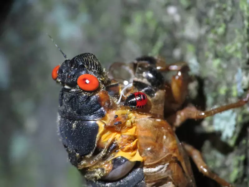 Cicada that sclerotized before it got out of its skin by Matt Berger