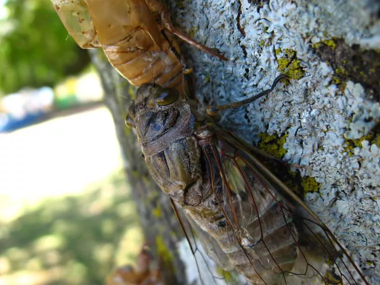Cicada from Costa Rica by Jose Mora