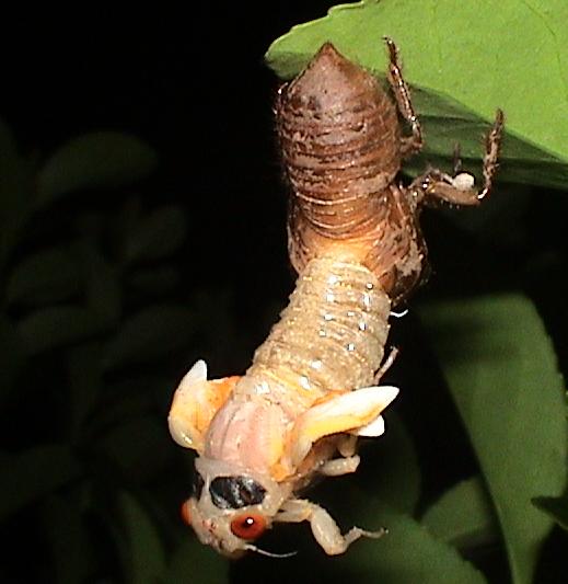 Molting Magicicada by Kevin Anderson of Oakville Missouri.