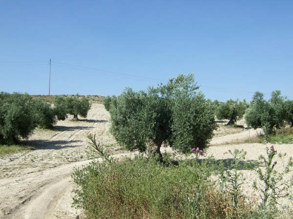 Cicada habitat