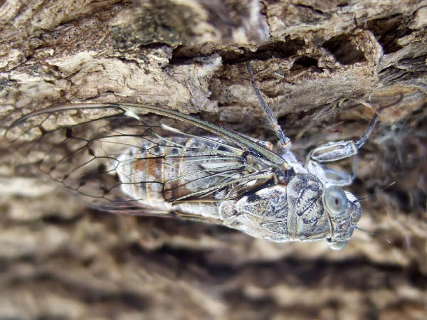 Cicada orni photos by Iván Jesús Torresano García from Spain.