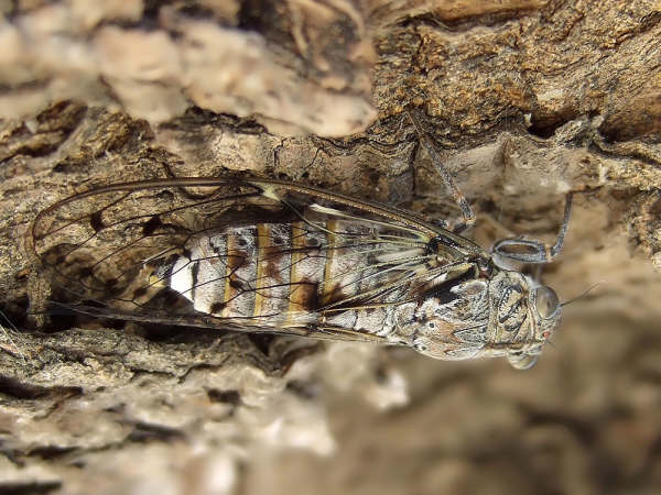 Cicada orni photos by Iván Jesús Torresano García from Spain.