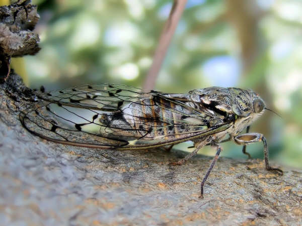 Cicada orni photos by Iván Jesús Torresano García from Spain.