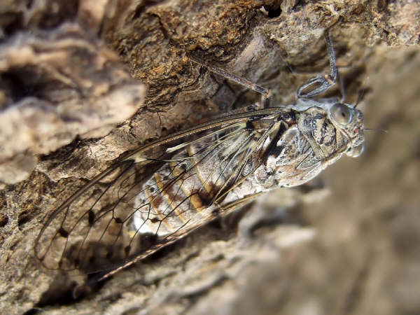 Cicada orni photos by Iván Jesús Torresano García from Spain.