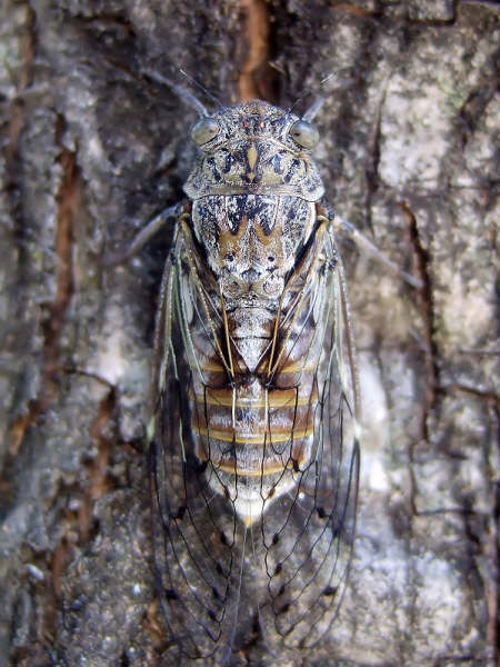 Cicada orni photos by Iván Jesús Torresano García from Spain.