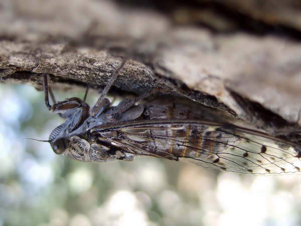 Cicada orni photos by Iván Jesús Torresano García from Spain.