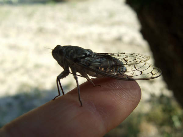 Cicada orni photos by Iván Jesús Torresano García from Spain.