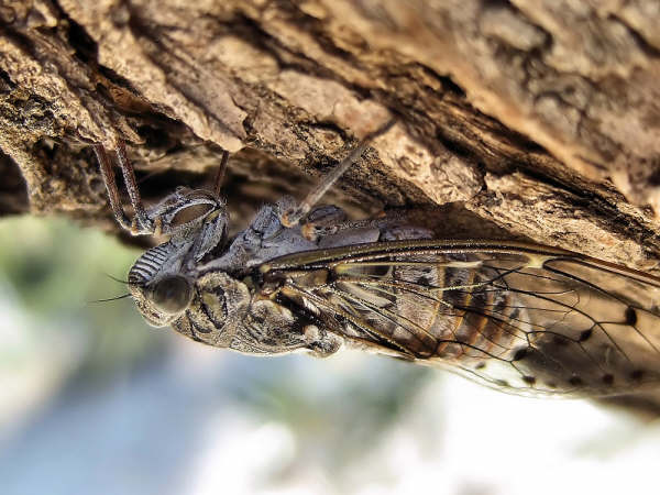 Cicada orni photos by Iván Jesús Torresano García from Spain.