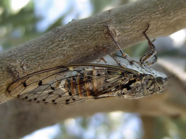 Cicada orni photos by Iván Jesús Torresano García from Spain.