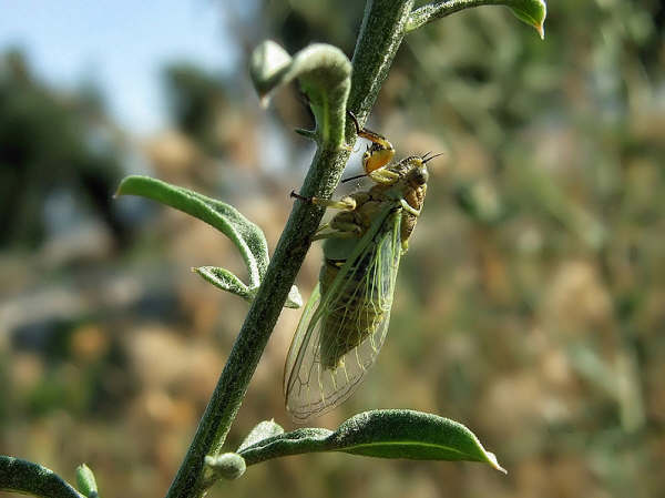 Euryphara contentei photos by Iván Jesus Torresano García from Spain